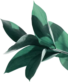 Plante service