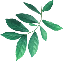 Plante 2 service